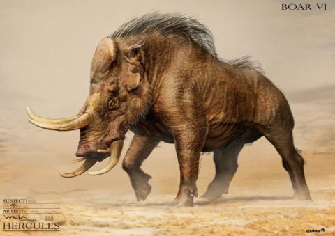 boar